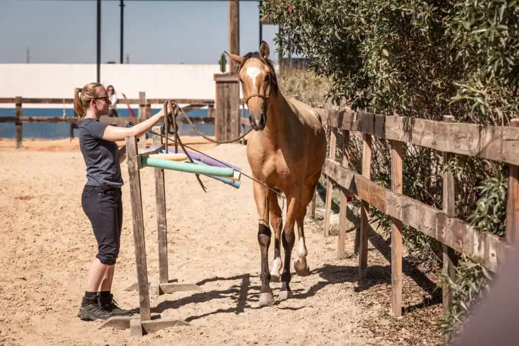 Gelassenheitstraining mit einem jungen Pferd im Freien